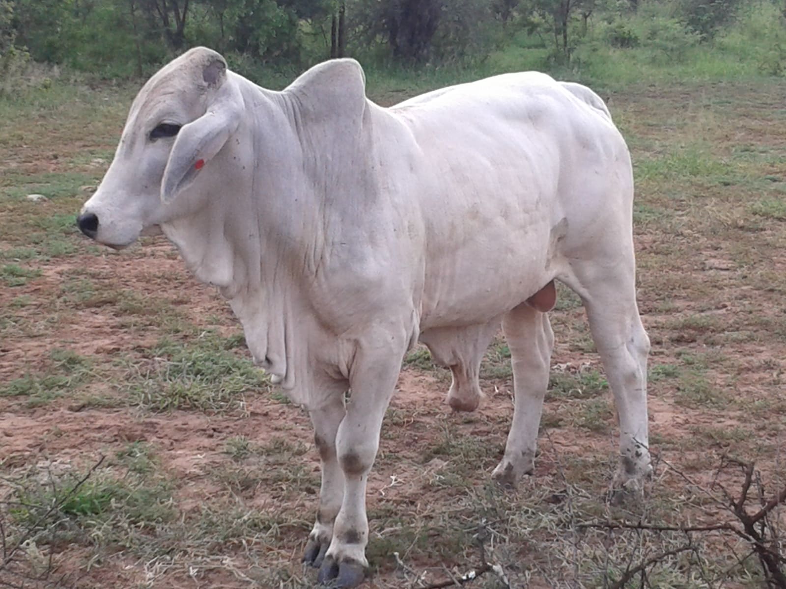 Cow, photo 1 of 3