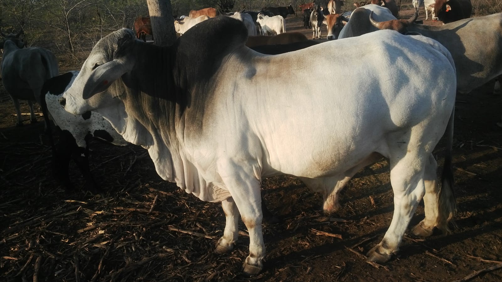 Bull, photo 1 of 3