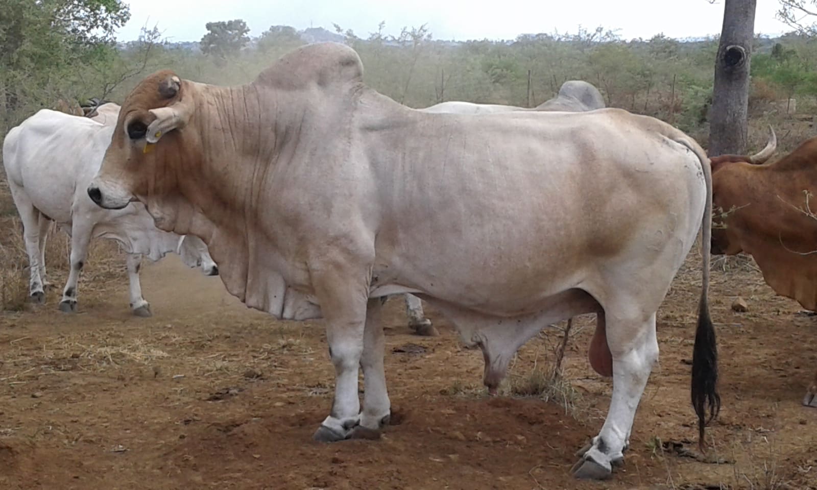 Bull, photo 1 of 3