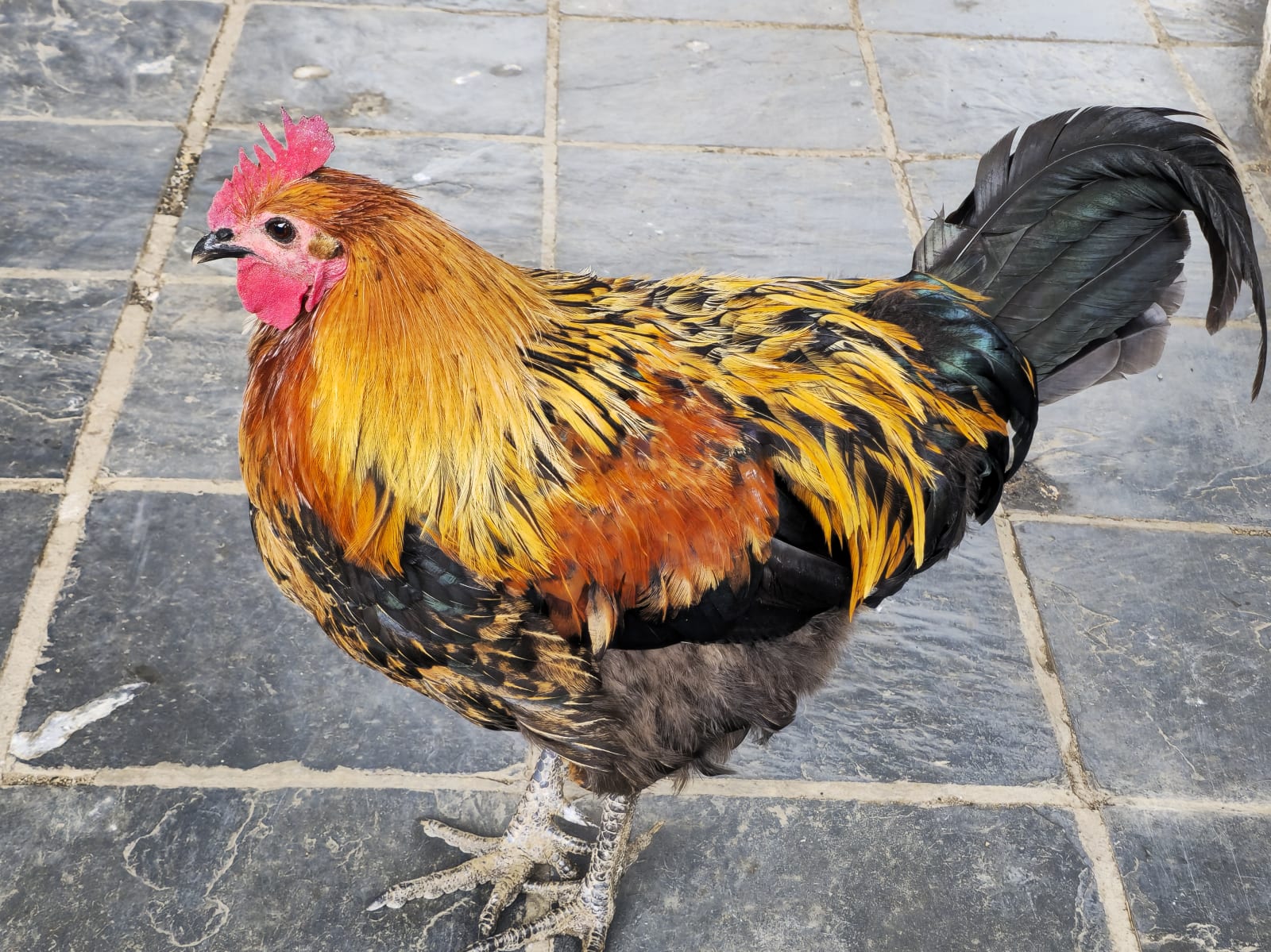 Chicken, photo 1 of 3