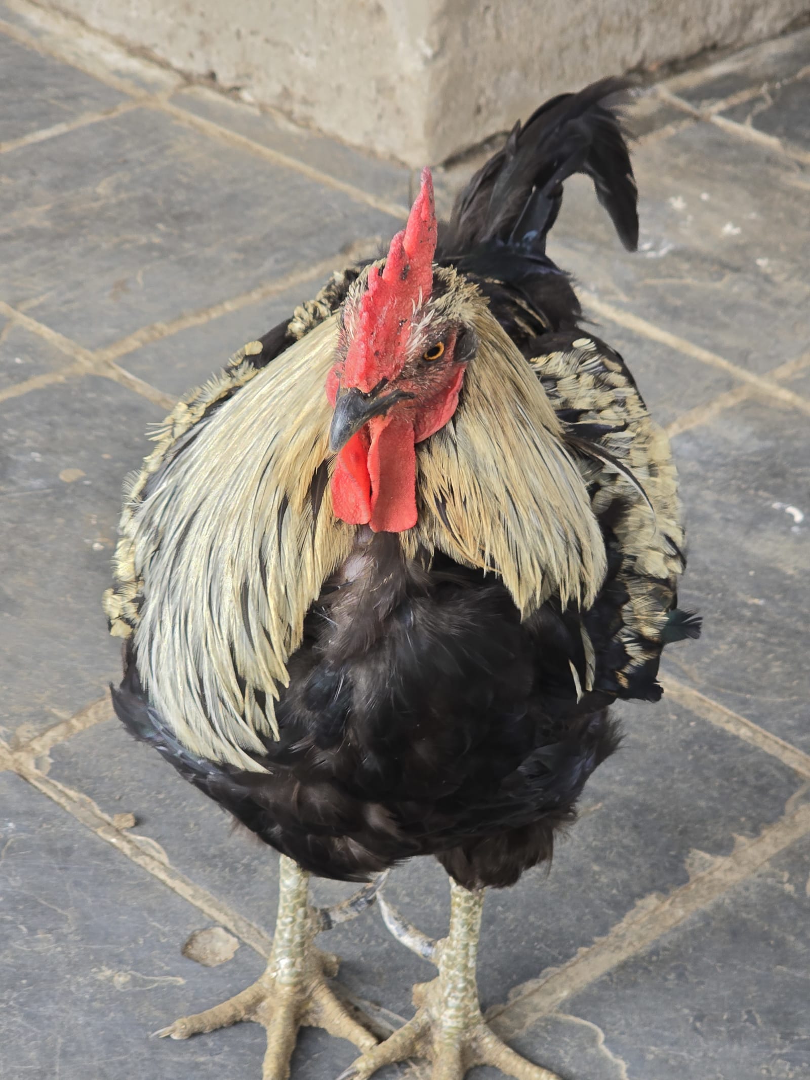 Chicken, photo 1 of 3