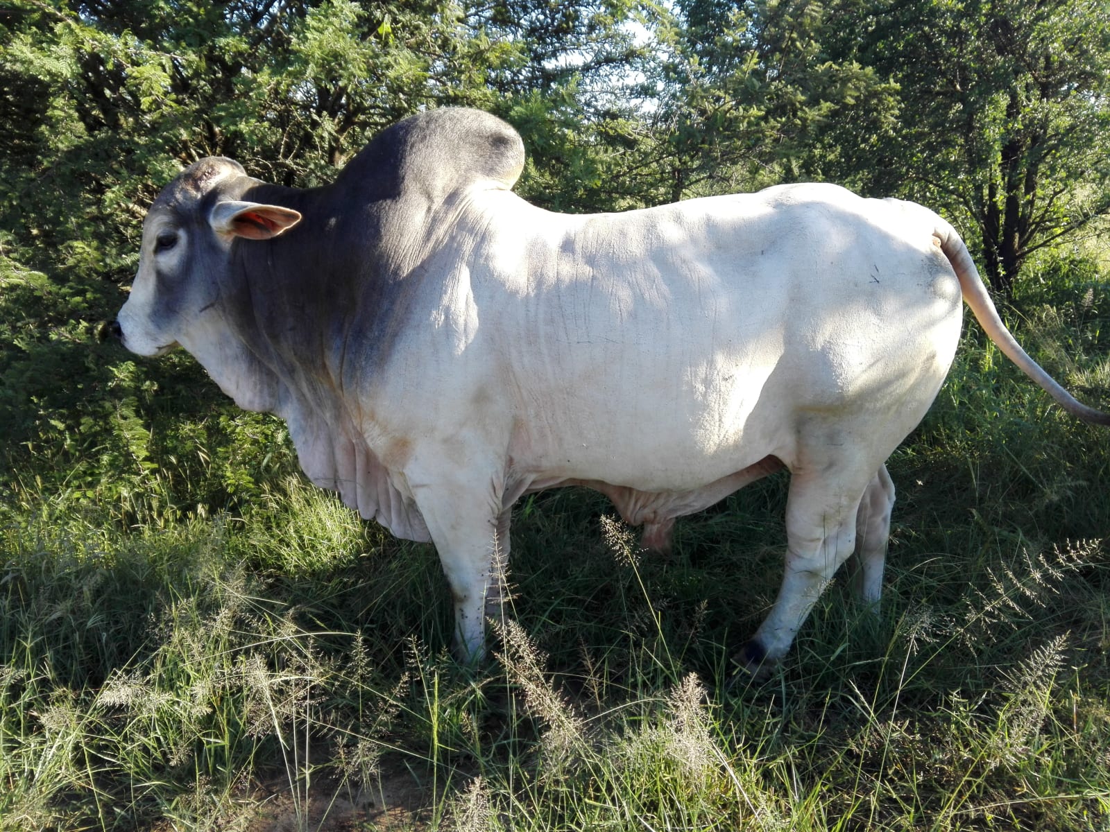 Bull, photo 1 of 3