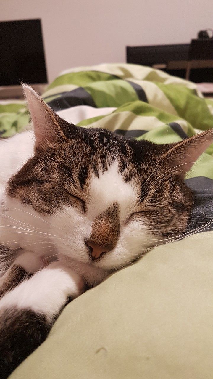 Why do cats purr PetKnowing