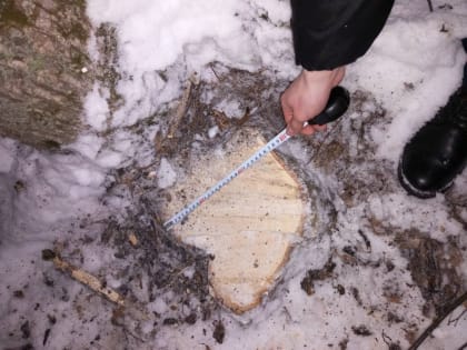 В Пензенской области «черный дровосек» нарубил лип на 17 000 рублей