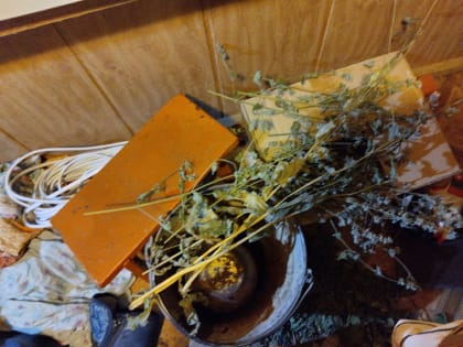 В Камешкирском районе задержан сельчанин, который выращивал на своём участке наркосодержащее растение