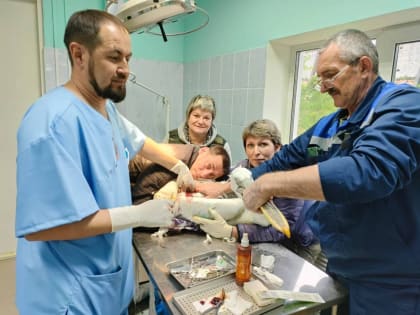 В Пензе врач областной больницы прооперировал пеликана в ветклинике зоопарка и сохранил птице крыло