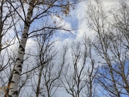 В Пензенской области клещи оказались относительно безопасными