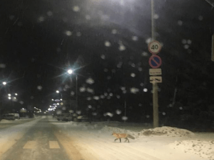 В Заречном Пензенской области все чаще видят лис