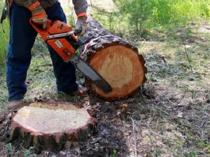 В Пензенской области выявили два факта незаконных рубок