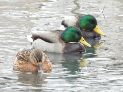 Жители Пензенской области приглашаются принять участие в акции «Серая шейка-2023»!