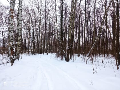 Пензенцам пообещали теплую новогоднюю ночью
