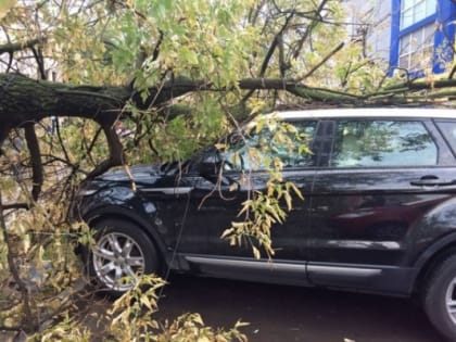 В Пензе управляйка заплатит мужчине за поврежденный веткой дерева автомобиль