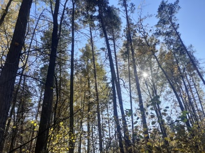 Качество проведения лесопатологических обследований оценили в Сердобском районе