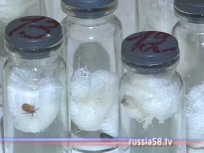 За неделю клещи покусали более 100 пензенцев