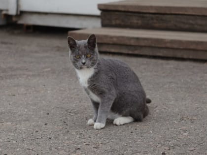 В Пензенской области рассказали об опасном казусе с дачником и кошкой
