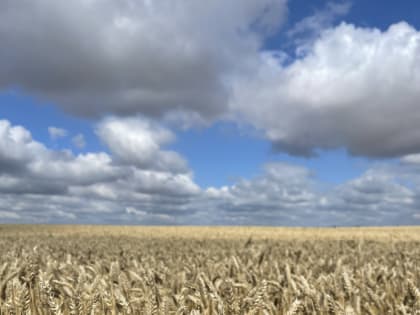 Пензенский Россельхозцентр провел сортовую оценку посевов на площади свыше 700 тысяч гектаров