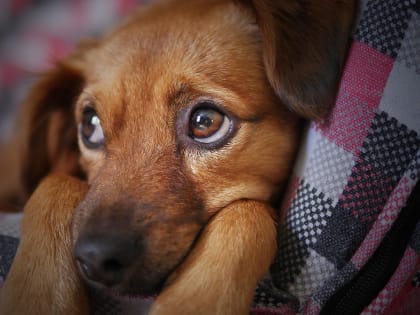 В Заре отреагировали на коллективную жалобу после нападения бездомных собак