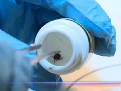 В Пензенской области от клещей пострадали 127 человек