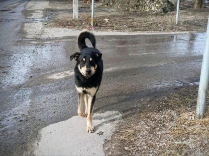 С начала года в Пензенской области зарегистрировали три случая бешенства среди животных