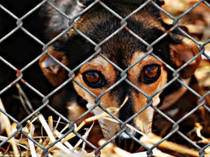 Жителя Бессоновки избили за лай собаки