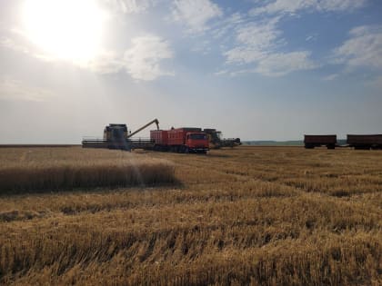 Пензенские аграрии намолотили 150 тысяч тонн зерна