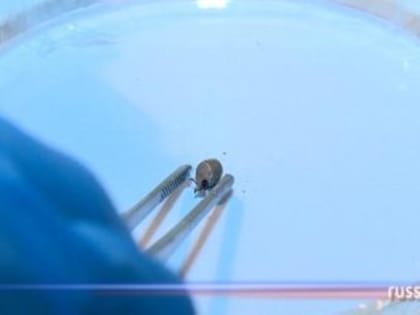 Клещи с 20 марта успели покусать уже 79 пензенцев