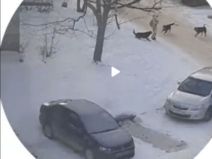 В Заречном Пензенском области на девочку набросились бродячие собаки