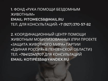 Анна Рудакова рассказала, как помочь животным во время мобилизации их владельцев