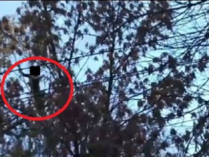 Пензенский «Маугли». Спасатели помогли мужчине спуститься с дерева