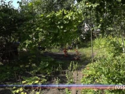 Пензенские биологи рассказали, стоит ли дачникам бояться заморозков