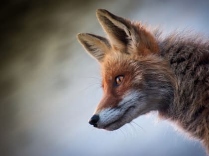 Вознаграждение за лису