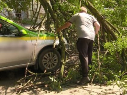 Во дворе на Московской огромная ветка дерева рухнула на авто