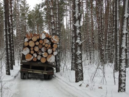 В Пензенской области ущерб от действий «черных лесорубов» оценили в 1,5 млн рублей