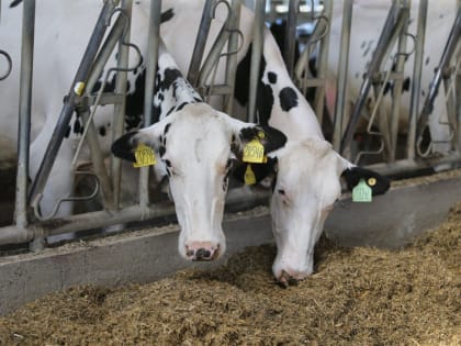 Губернатор Пензенской области заявил о планах увеличить поголовье коров в регионе