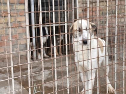 В Пензе после нападения собаки на ребенка проводят рейды по отлову бродячих животных