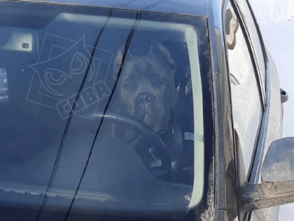 В Пензе сфотографировали собаку за рулем