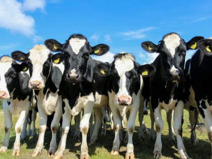 Улучшены показатели работы сельхозпредприятий Пензенской области