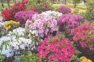 Spring 2020: Calendar of Good Times