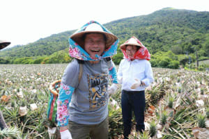 Pick Your Own Pineapple at a Taitung Pineapple Farm