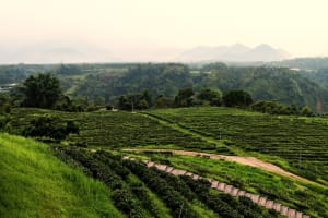 Sun Moon Lake: A Tea Lover’s Paradise