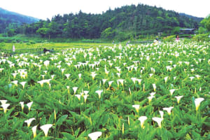 Spring into Action: Five Diversified Tours to Explore Taipei