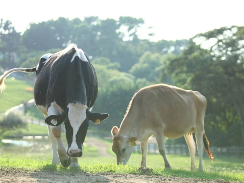 ▴ Day1: Meet with cows and have a lesson in DIY ice cream making!