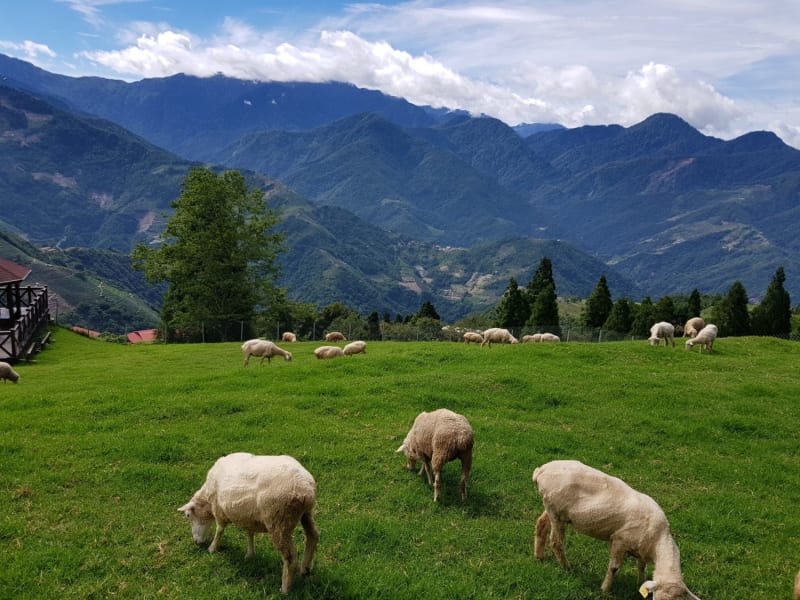 ▴ Day 3: Feed friendly sheep at Cingjing Farm's Green Green Grasslands, where rolling hillsides meet dramatic mountain peaks at 1,750 meters above sea level