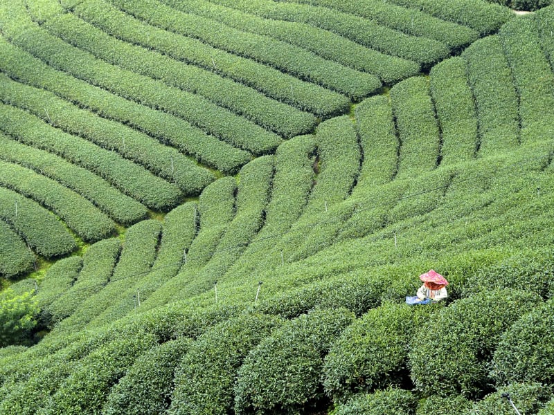 Experience a rare and up-close opportunity to learn about tea cultivation