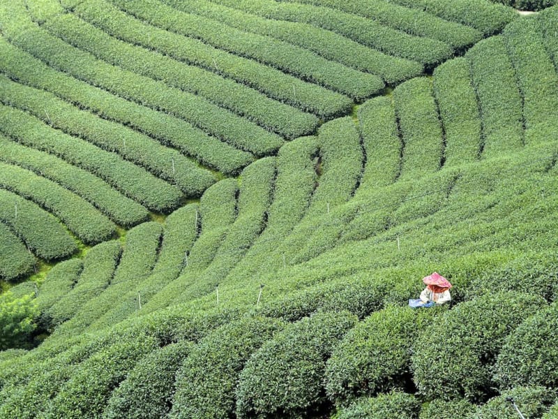 Experience a rare and up-close opportunity to learn about tea cultivation