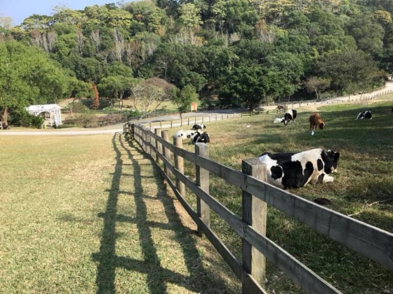 Day1: Meet with cows and have a lesson in DIY ice cream making! 