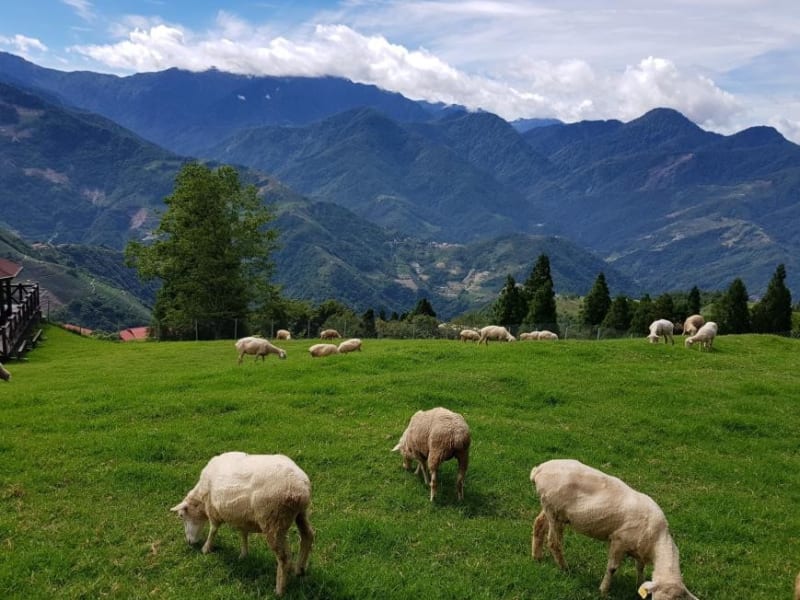 Day 2: Visit Small Swiss Garden and meet sheep at Qingjing Farm