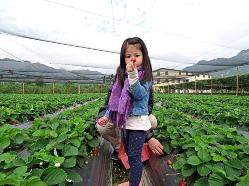 Day 3: Experience fruit farming! Pick and eat mouth-watering seasonal fruit