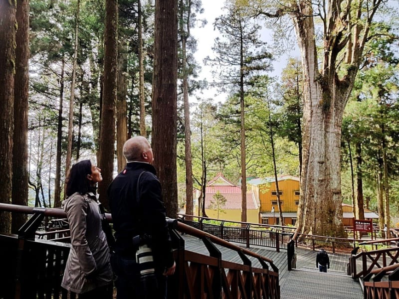 漫步在阿里山高海拔森林中的古柏樹叢中