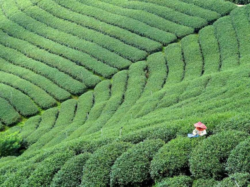 第2天：體驗鬱鬱蔥蔥的綠茶種植園 